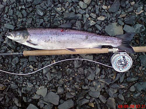 Steve Smith's Salmon